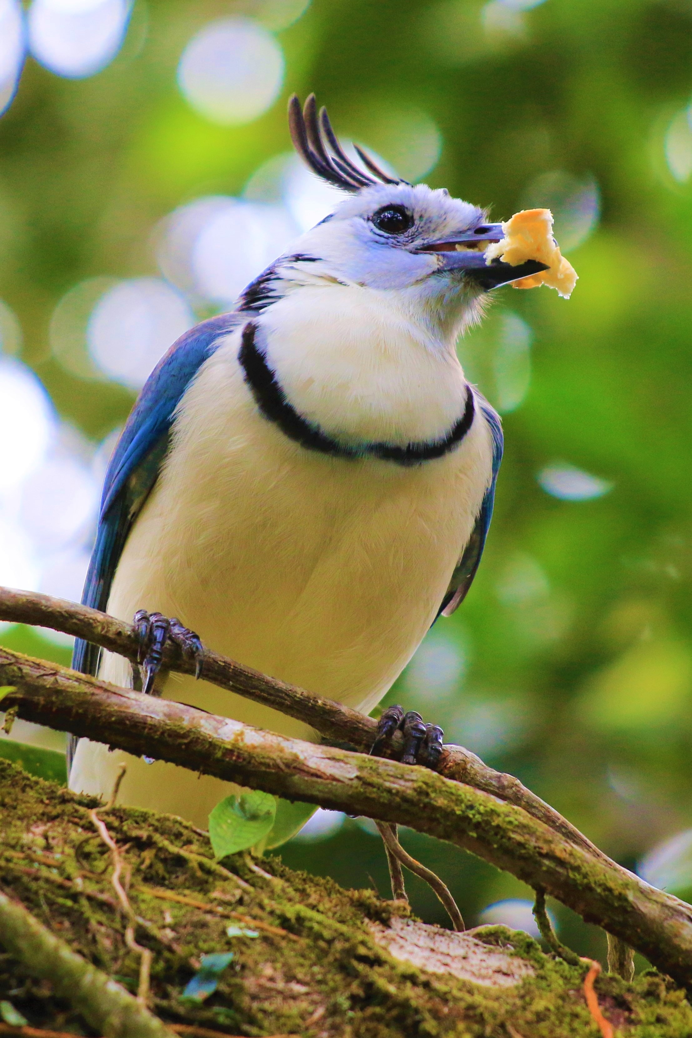 Costa Rica